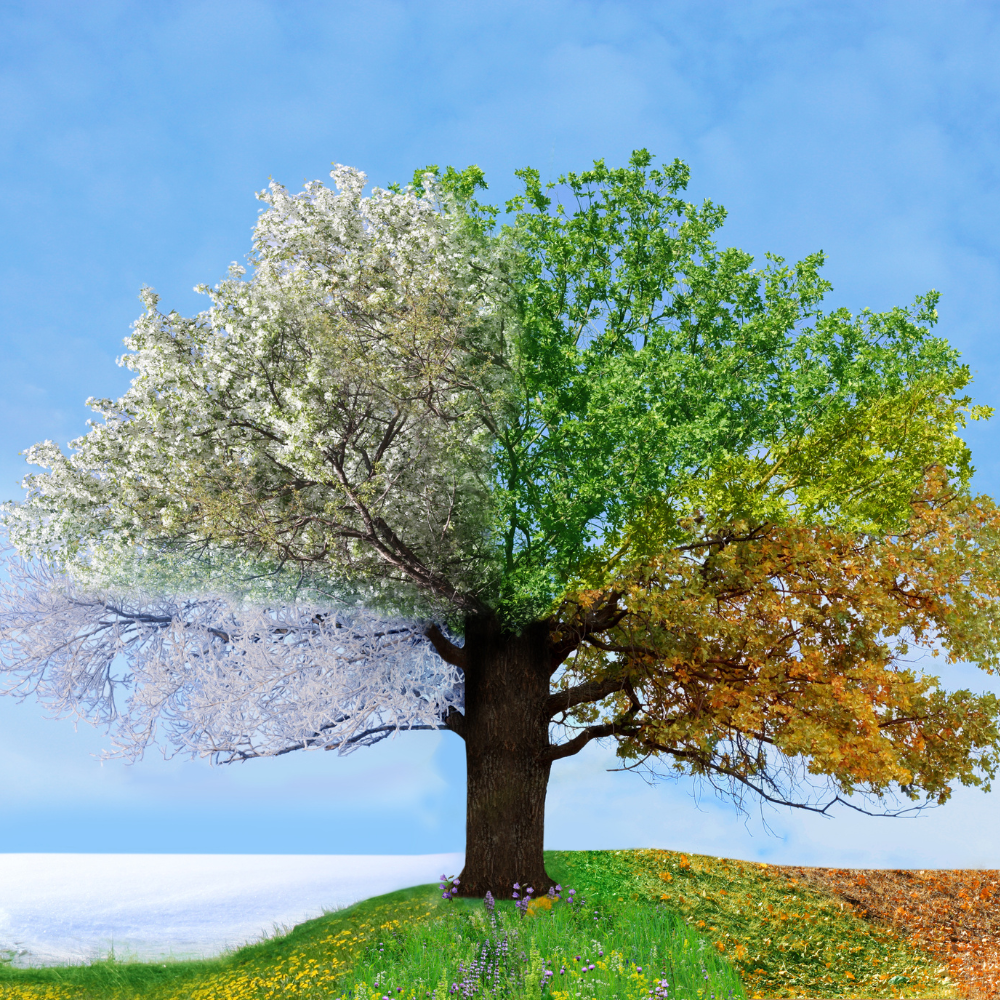 Embracing the Seasons A Guide to Year-Round Growth and Gratitude A single tree displaying four seasons, with each quarter showing winter, spring, summer, and autumn foliage against a blue sky.