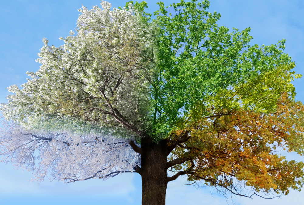 Embracing Seasonal Growth: A Guide to Year-Round Growth and Gratitude